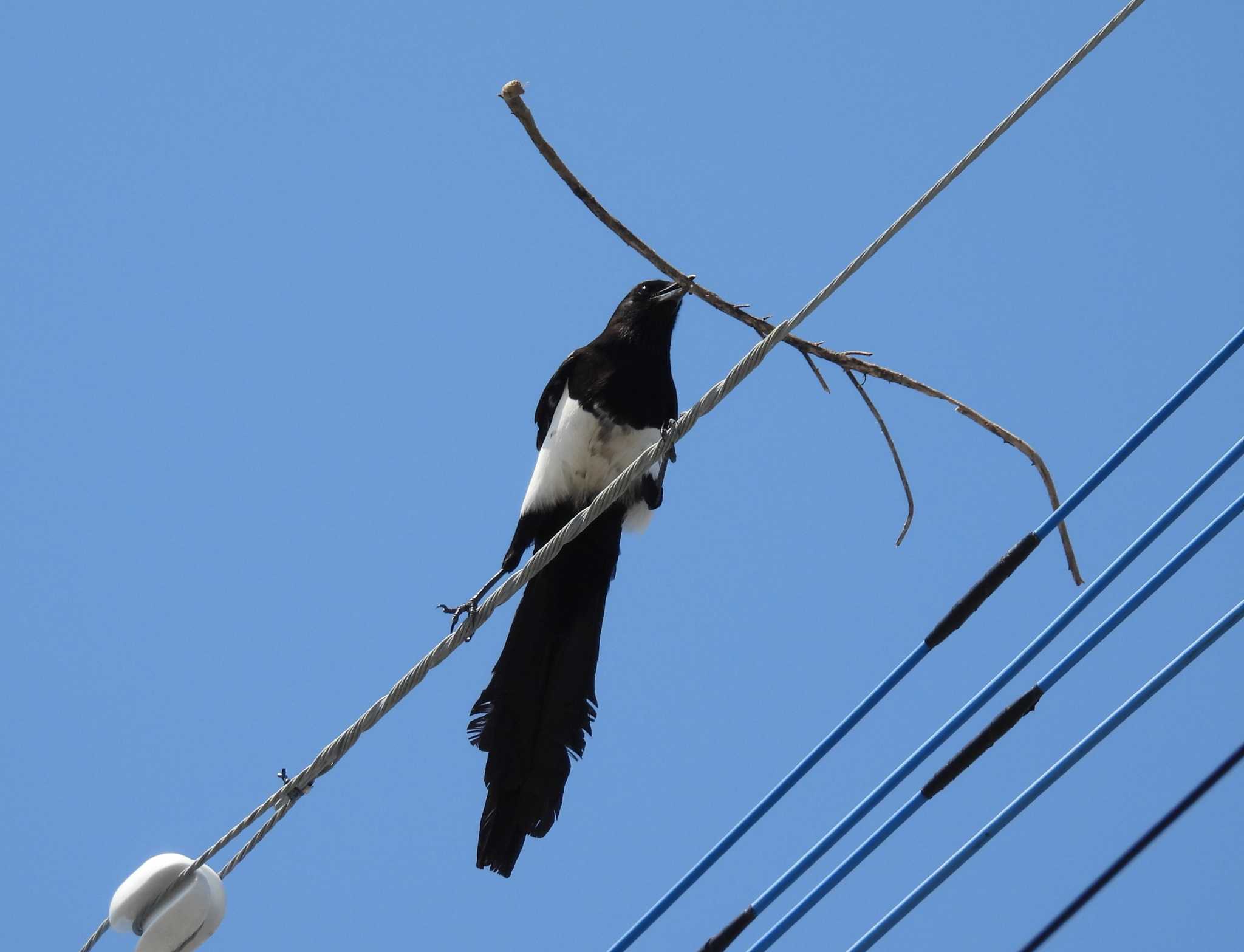 Photo of Eurasian Magpie at Daijugarami Higashiyoka Coast by みやさん