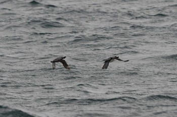 2024年3月23日(土) 門川湾の野鳥観察記録