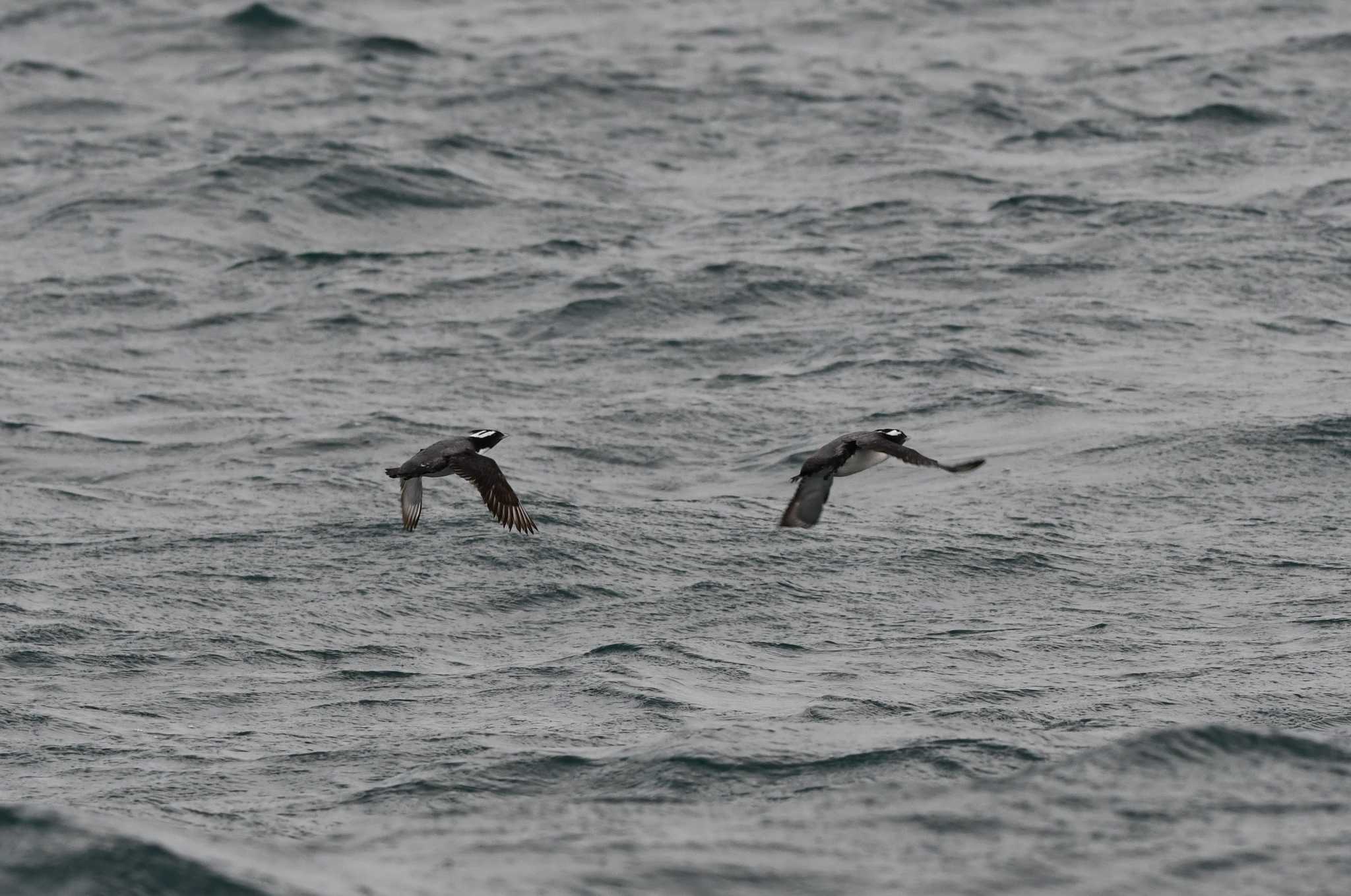 Japanese Murrelet