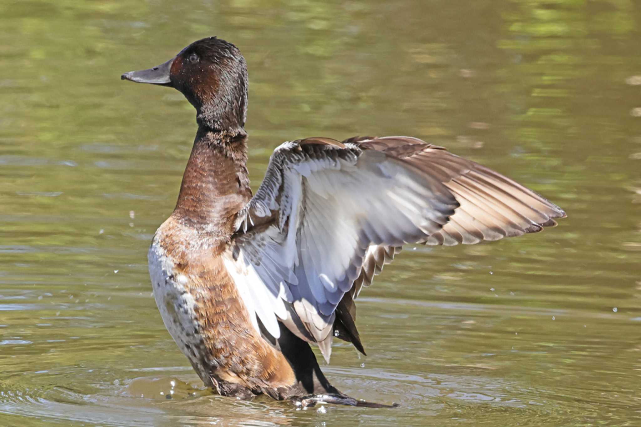 Baer's Pochard