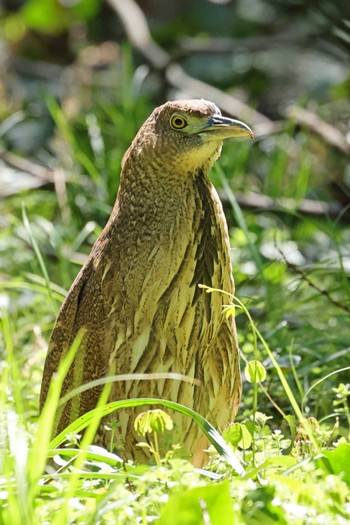 Japanese Night Heron Mizumoto Park Wed, 3/27/2024