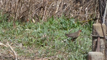 Ruddy-breasted Crake 奈良県 Wed, 3/27/2024