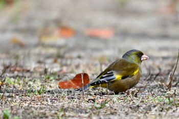 Grey-capped Greenfinch 上野台公園（東海市） Wed, 3/27/2024