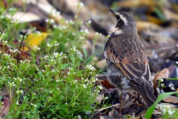 Dusky Thrush 加木屋緑地 Wed, 3/27/2024