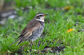 Dusky Thrush 加木屋緑地 Wed, 3/27/2024