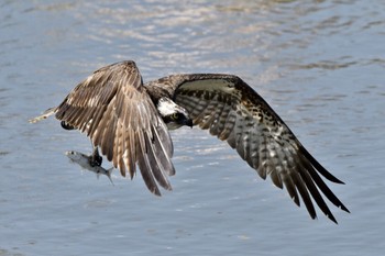 Osprey 福岡県福岡市 Wed, 3/27/2024