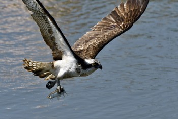 Osprey 福岡県福岡市 Wed, 3/27/2024