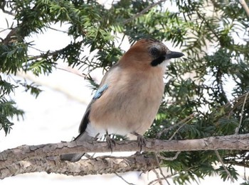 Eurasian Jay 林東公園(千歳市) Thu, 3/28/2024