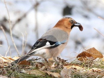 Eurasian Jay 林東公園(千歳市) Thu, 3/28/2024