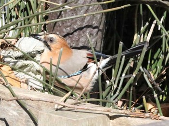 Eurasian Jay 林東公園(千歳市) Thu, 3/28/2024