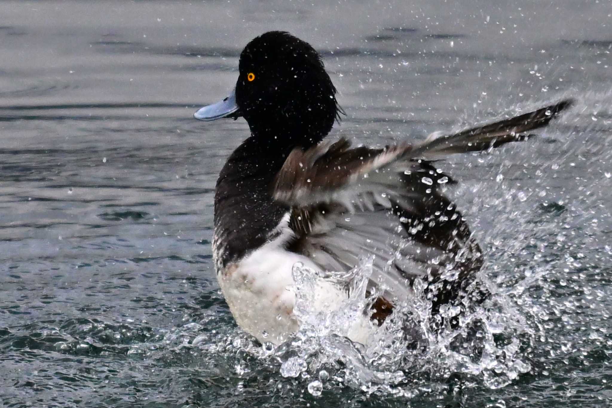 Photo of Tufted Duck at 田貫湖 by とらねこ