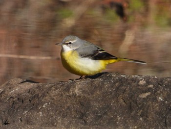 Grey Wagtail 厚木七沢森林公園 Sun, 1/7/2024