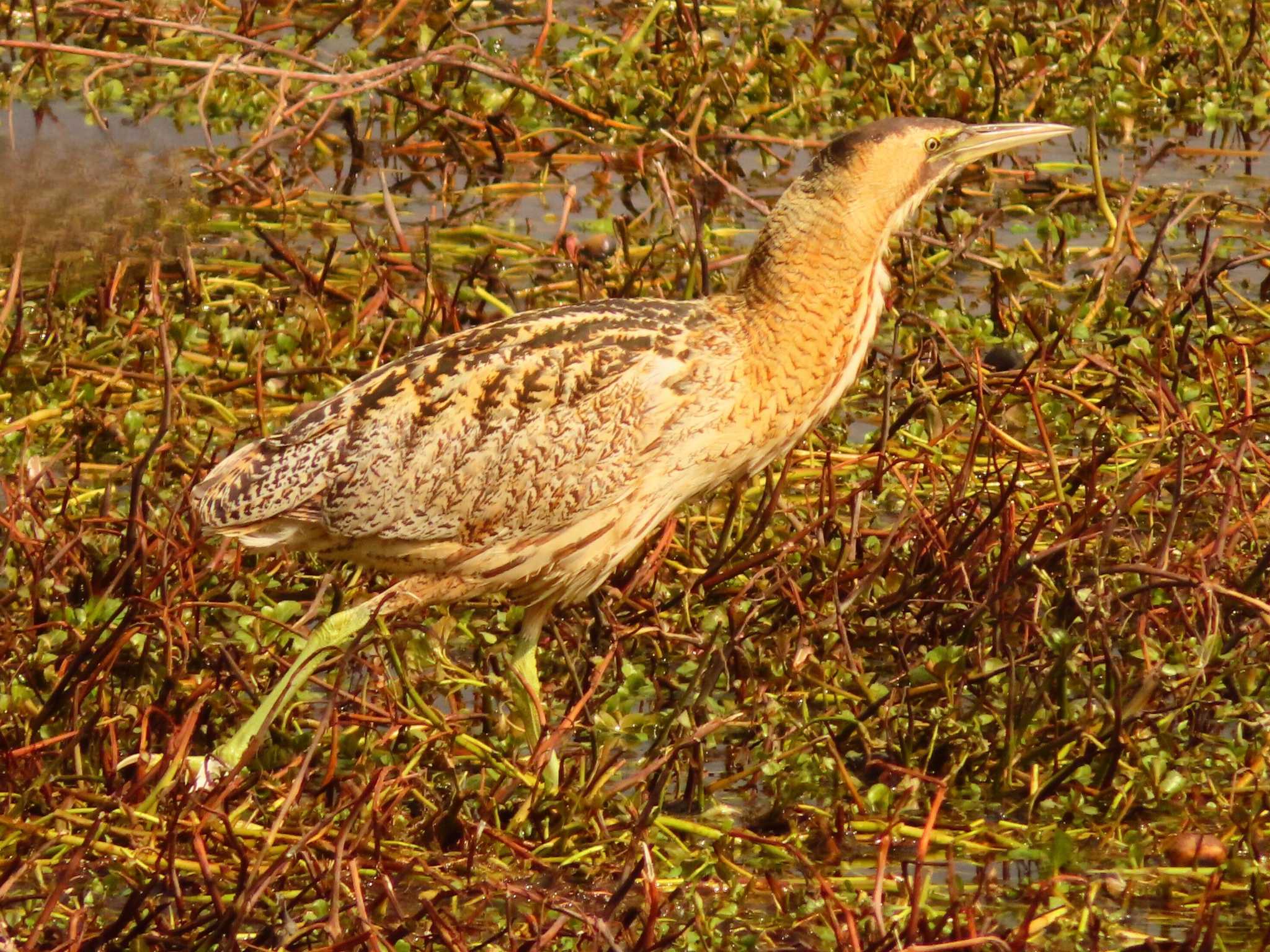 Eurasian Bittern