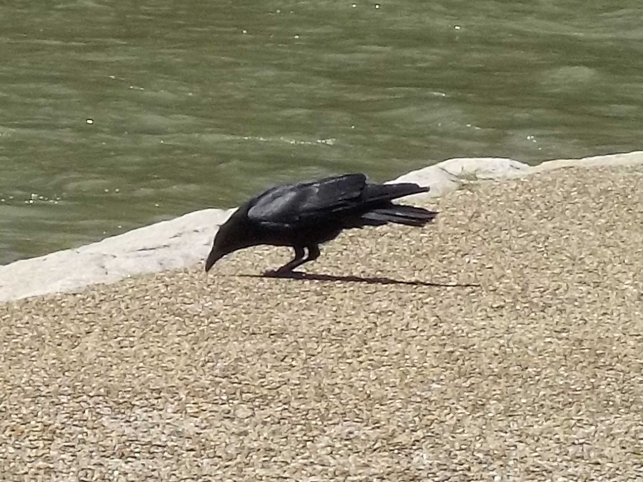 Large-billed Crow