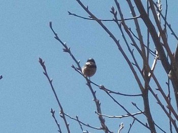 Varied Tit 武庫川 Wed, 3/27/2024