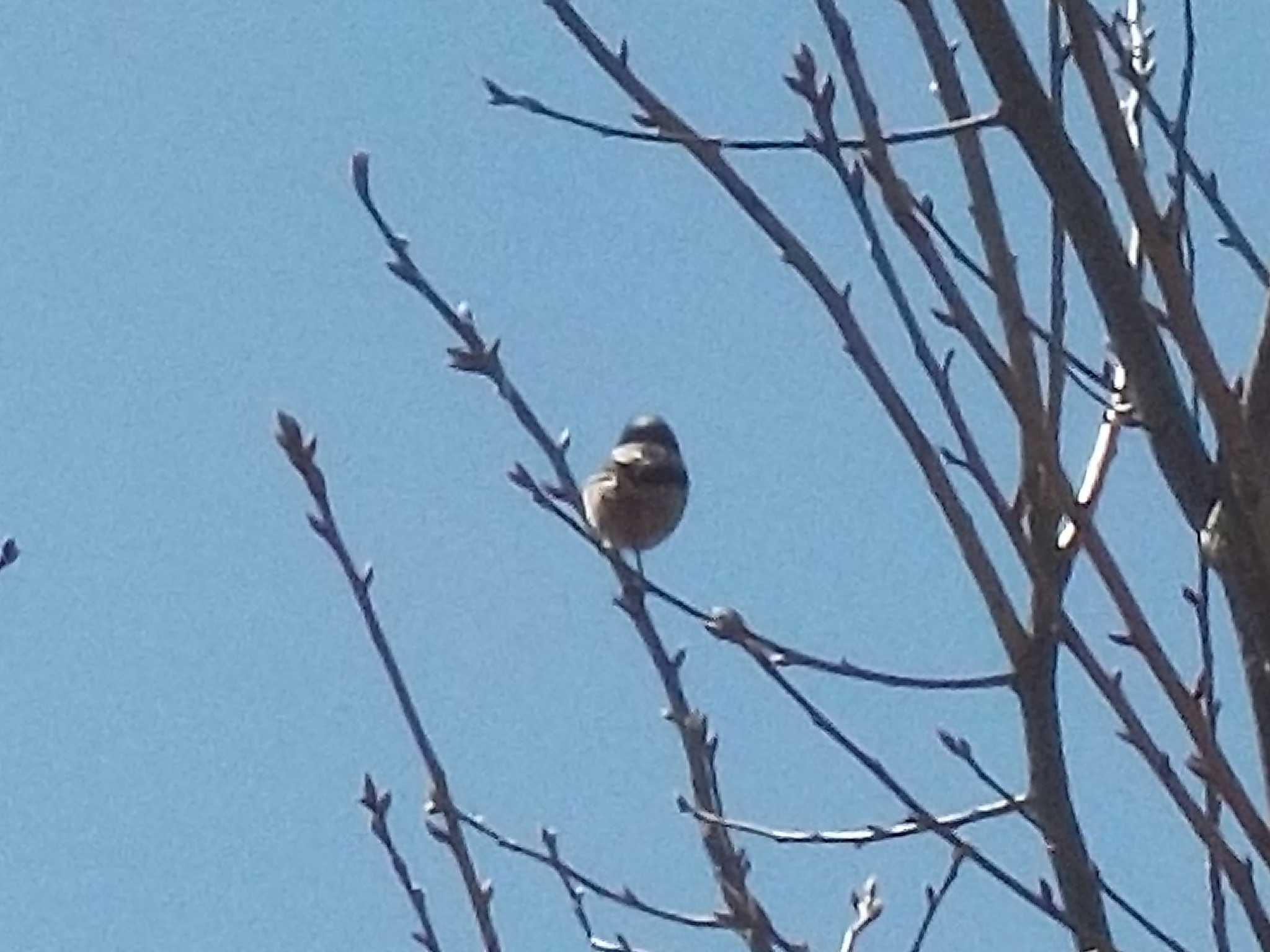 Photo of Varied Tit at 武庫川 by エナガ