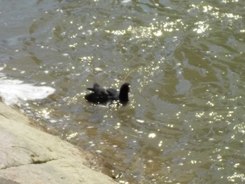 Eurasian Coot 武庫川 Wed, 3/27/2024