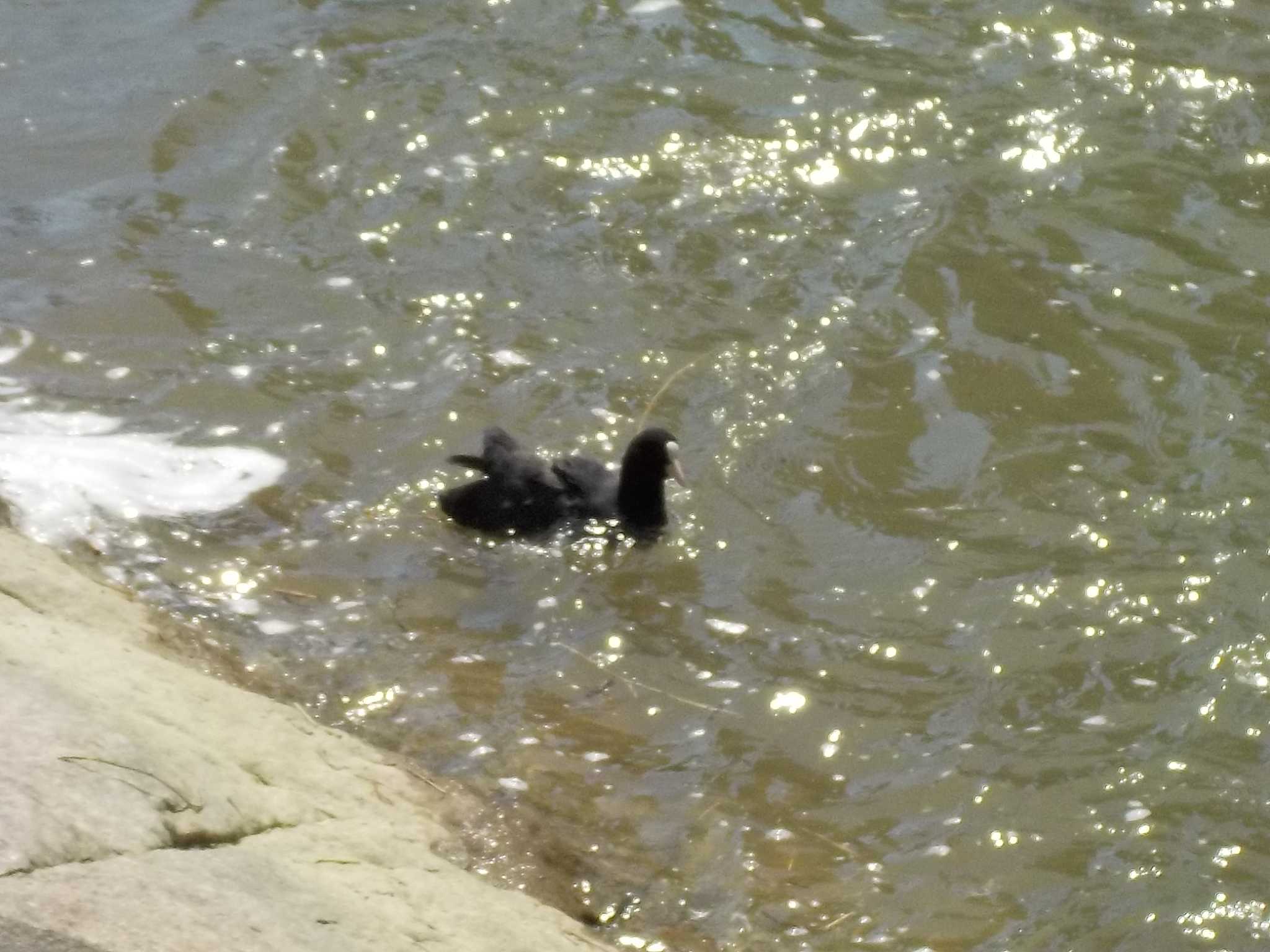 Eurasian Coot