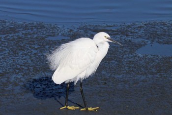 コサギ 東京港野鳥公園 2023年11月9日(木)