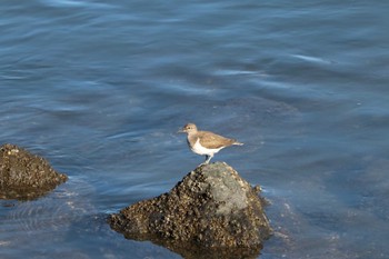 イソシギ 東京港野鳥公園 2023年11月9日(木)