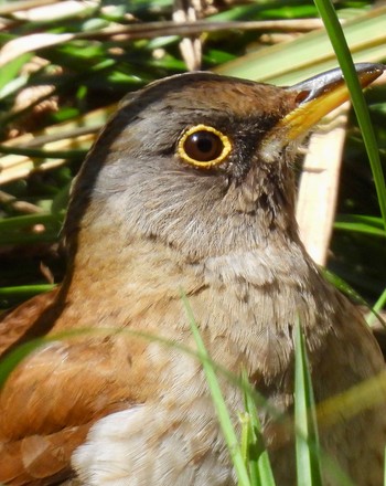 Pale Thrush 長良川ふれあいの森 Fri, 3/22/2024