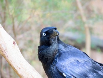 ミナミワタリガラス Australian Botanic Garden(Mt Annan) 2024年3月16日(土)