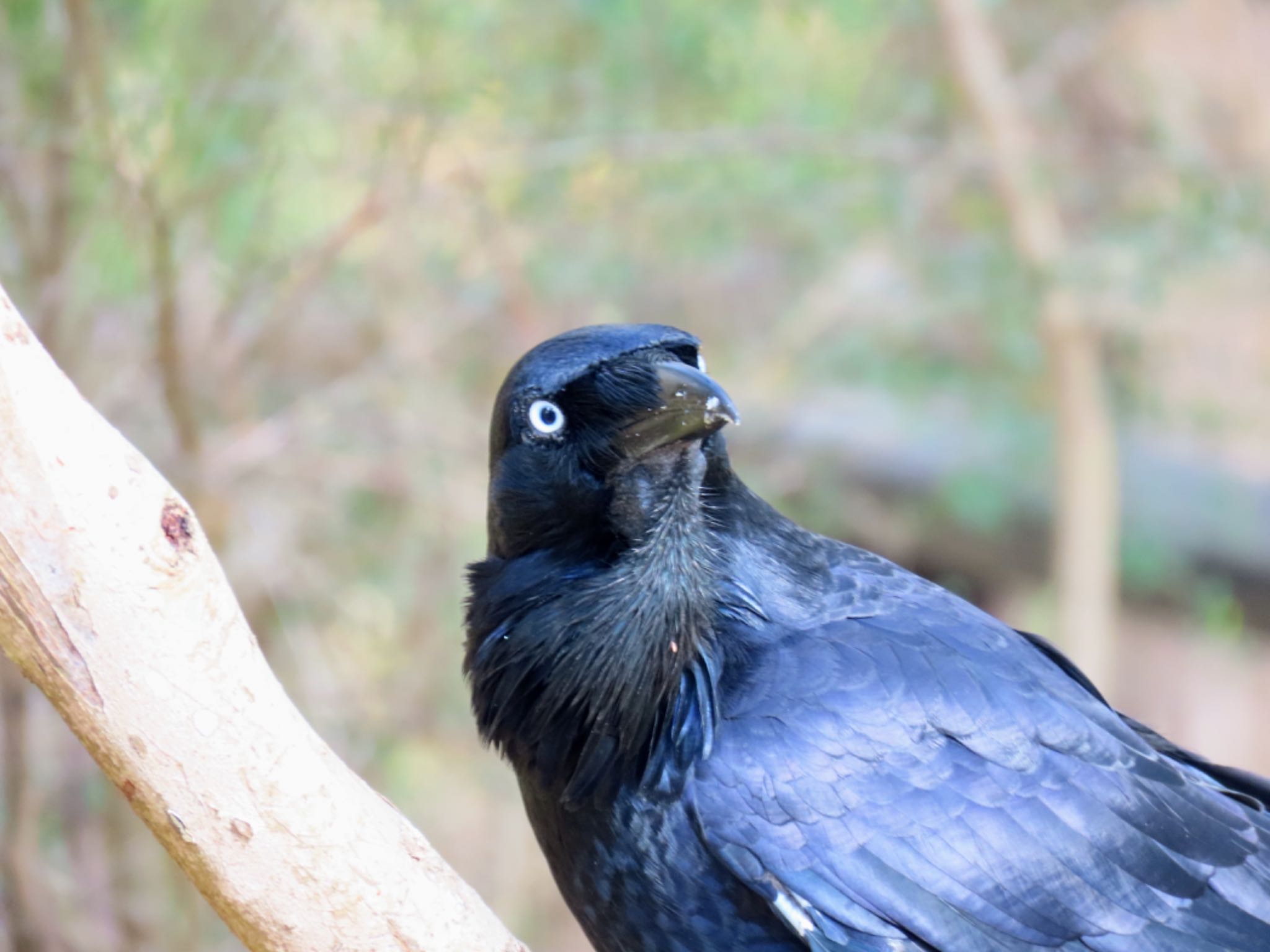 Photo of Australian Raven at Australian Botanic Garden(Mt Annan) by Maki