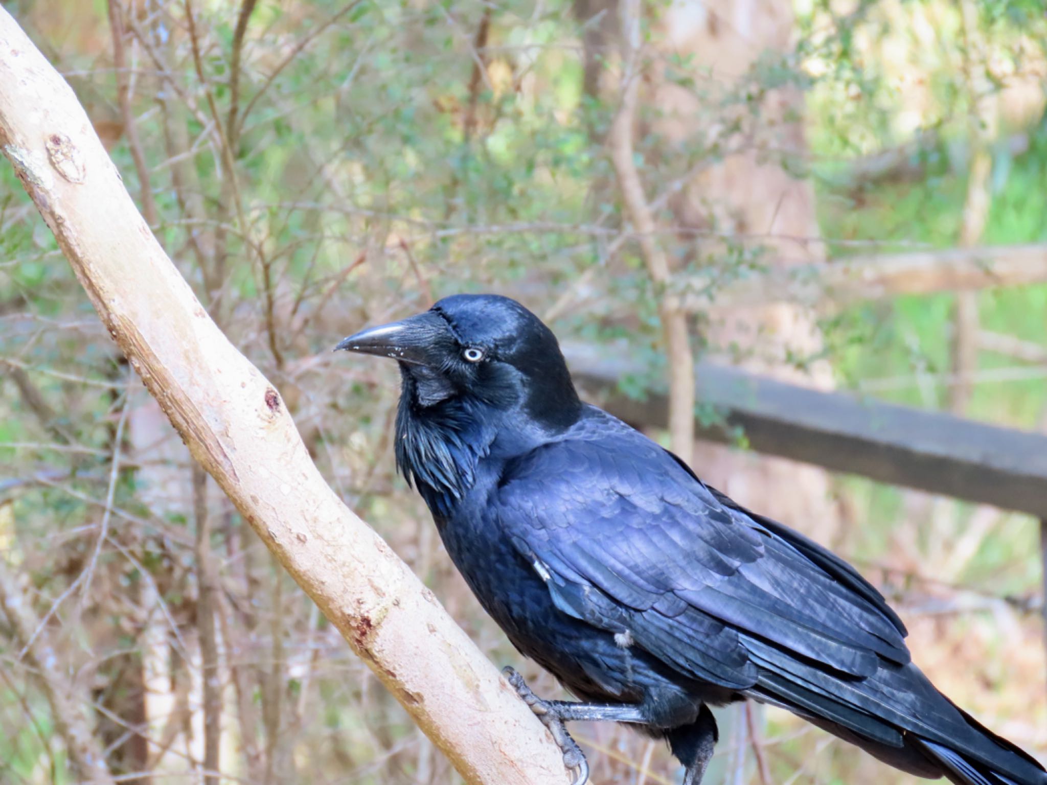 Photo of Australian Raven at Australian Botanic Garden(Mt Annan) by Maki