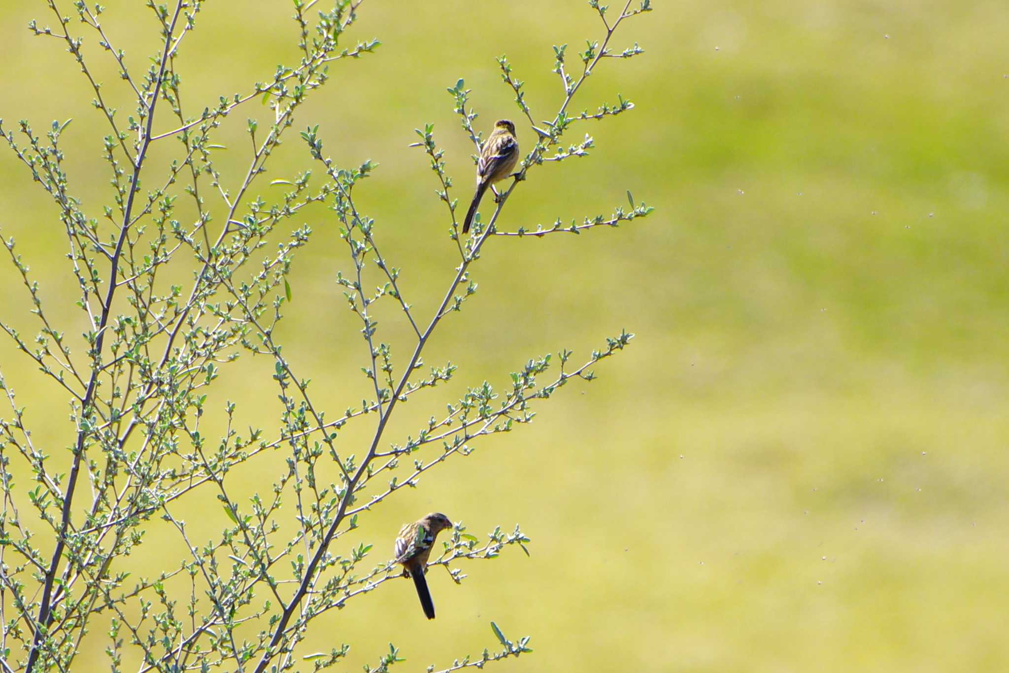 Siberian Long-tailed Rosefinch