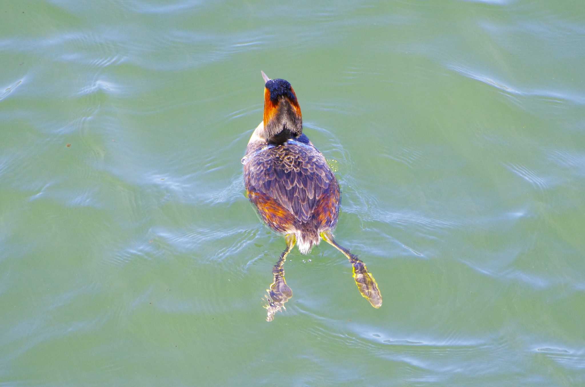 Great Crested Grebe