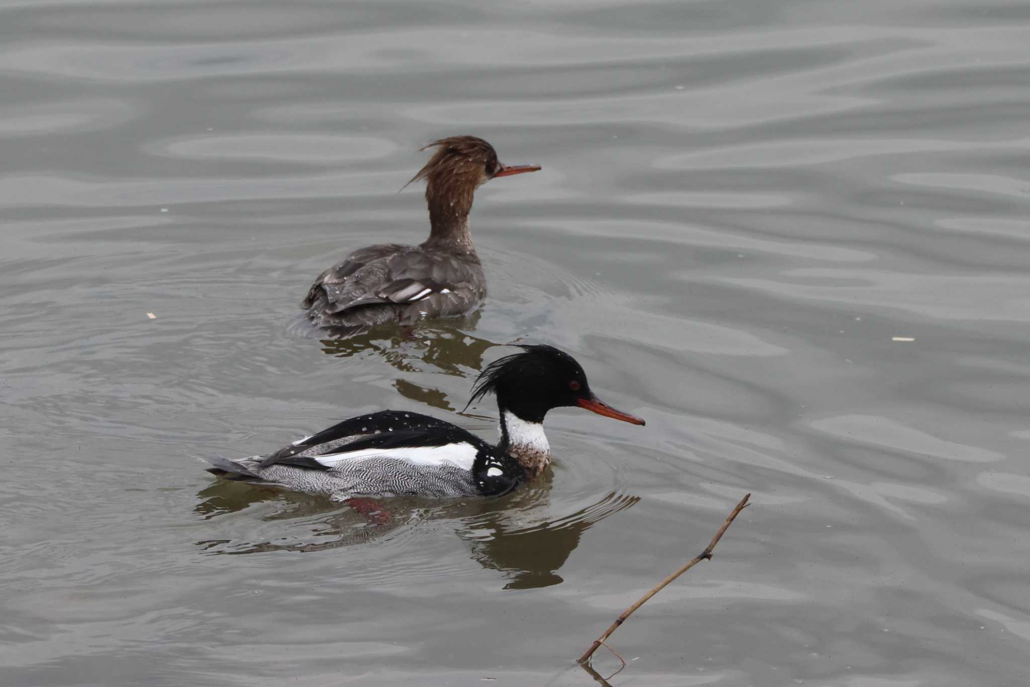 Red-breasted Merganser