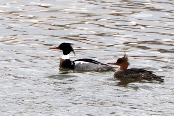 2024年3月28日(木) 鈴鹿川河口の野鳥観察記録