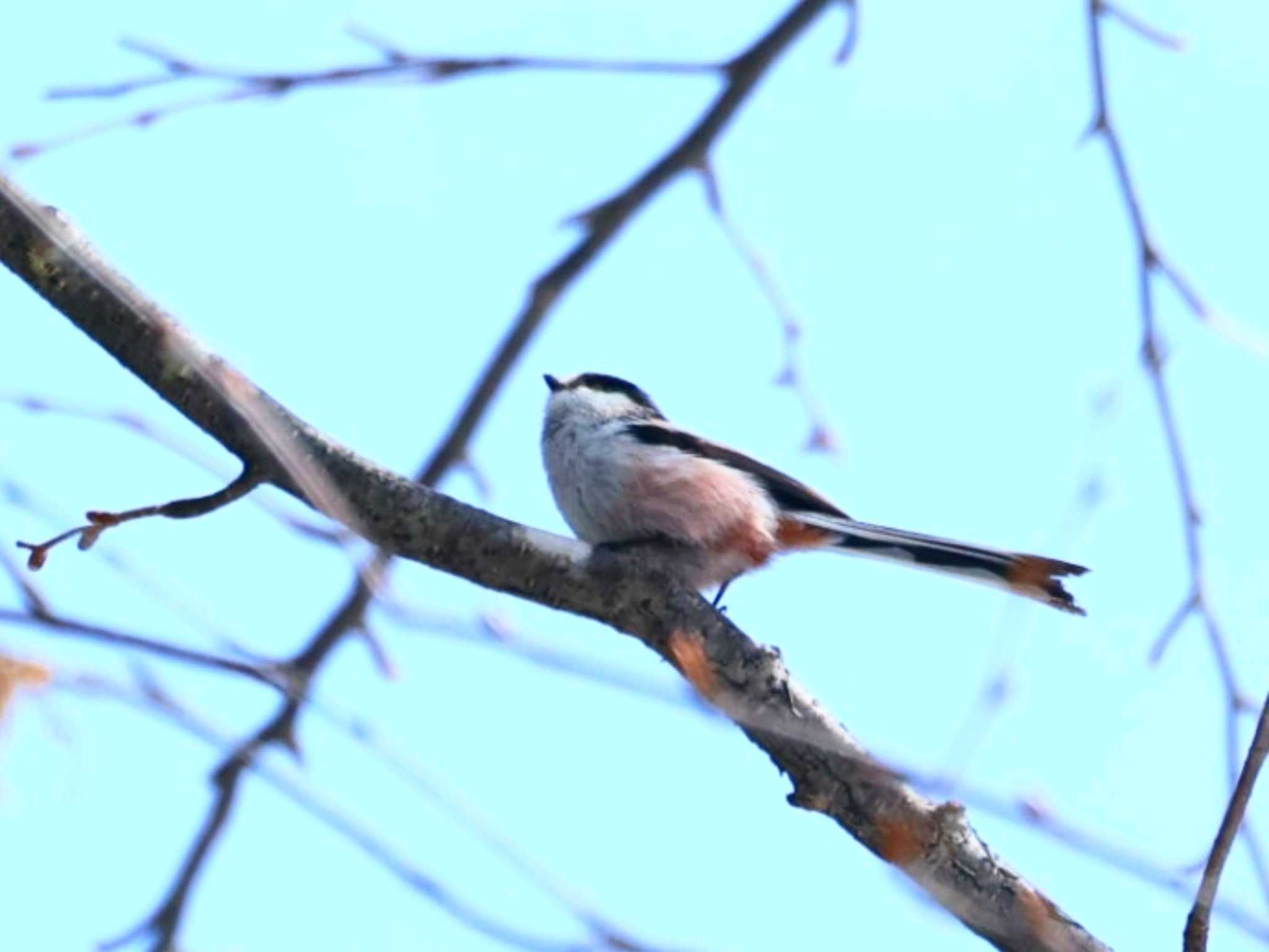 3月の八ヶ岳山麓 エナガの写真 by カルル