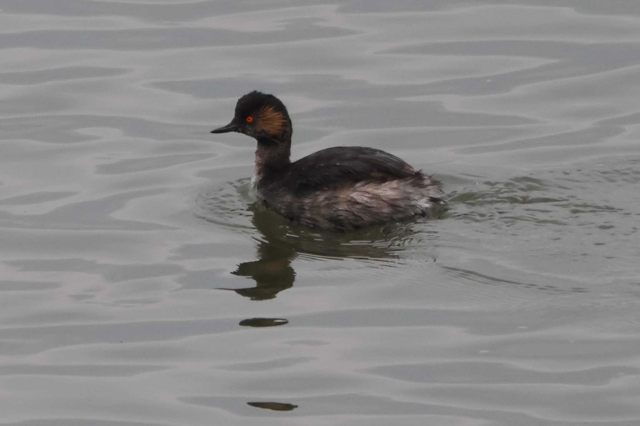 Photo of Black-necked Grebe at 鈴鹿川河口 by OHモリ