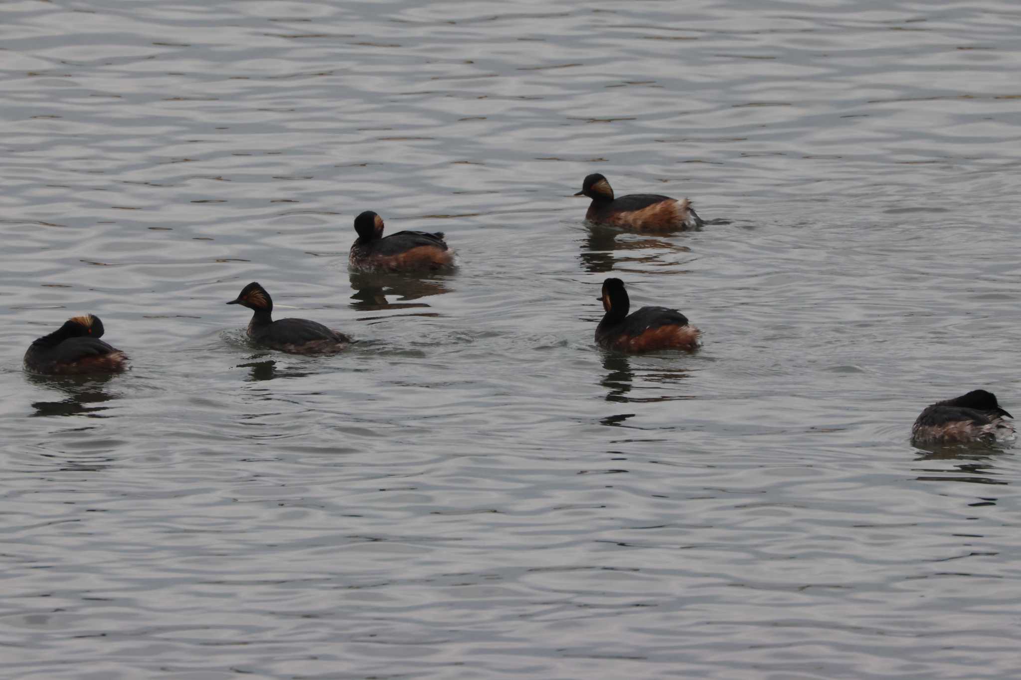 Photo of Black-necked Grebe at 鈴鹿川河口 by OHモリ