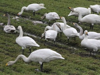 Whooper Swan 長都 Thu, 3/28/2024