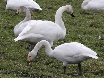 Whooper Swan 長都(千歳市) Thu, 3/28/2024