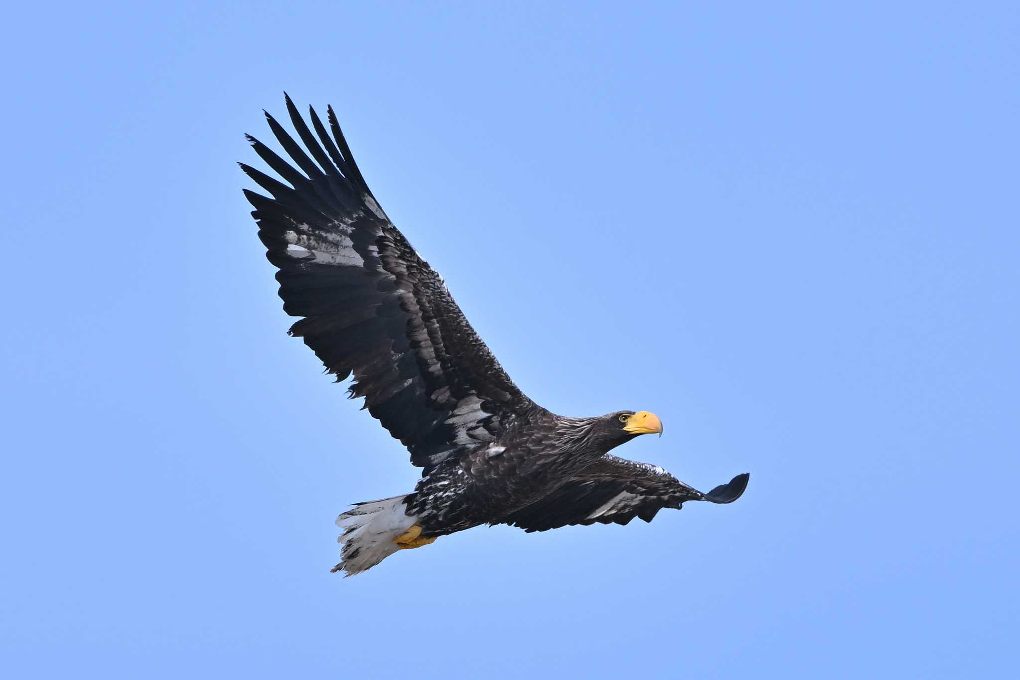 Photo of Steller's Sea Eagle at 鵡川河口 by ダイ