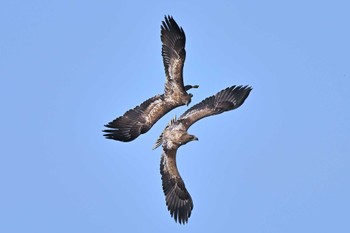 White-tailed Eagle 鵡川河口 Sat, 3/23/2024