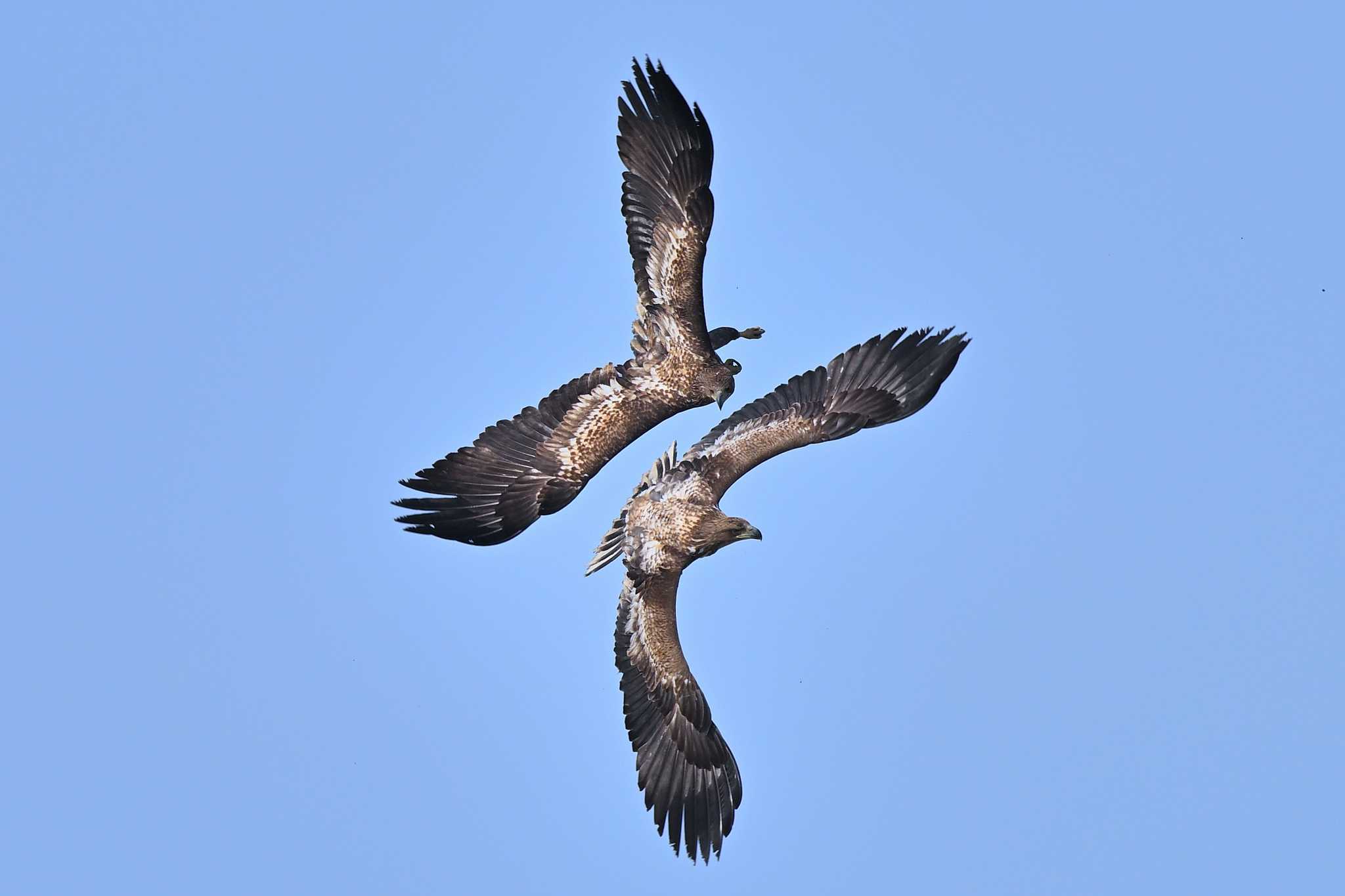 Photo of White-tailed Eagle at 鵡川河口 by ダイ
