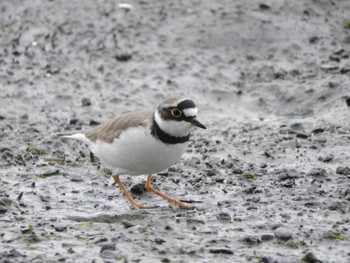 Thu, 3/28/2024 Birding report at Tokyo Port Wild Bird Park