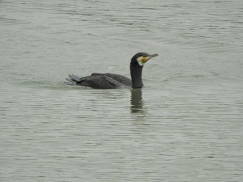 カワウ 東京港野鳥公園 2024年3月28日(木)