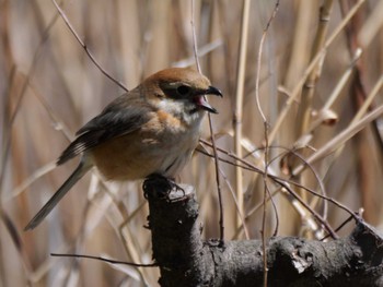 Bull-headed Shrike 多摩川下流 Wed, 3/27/2024