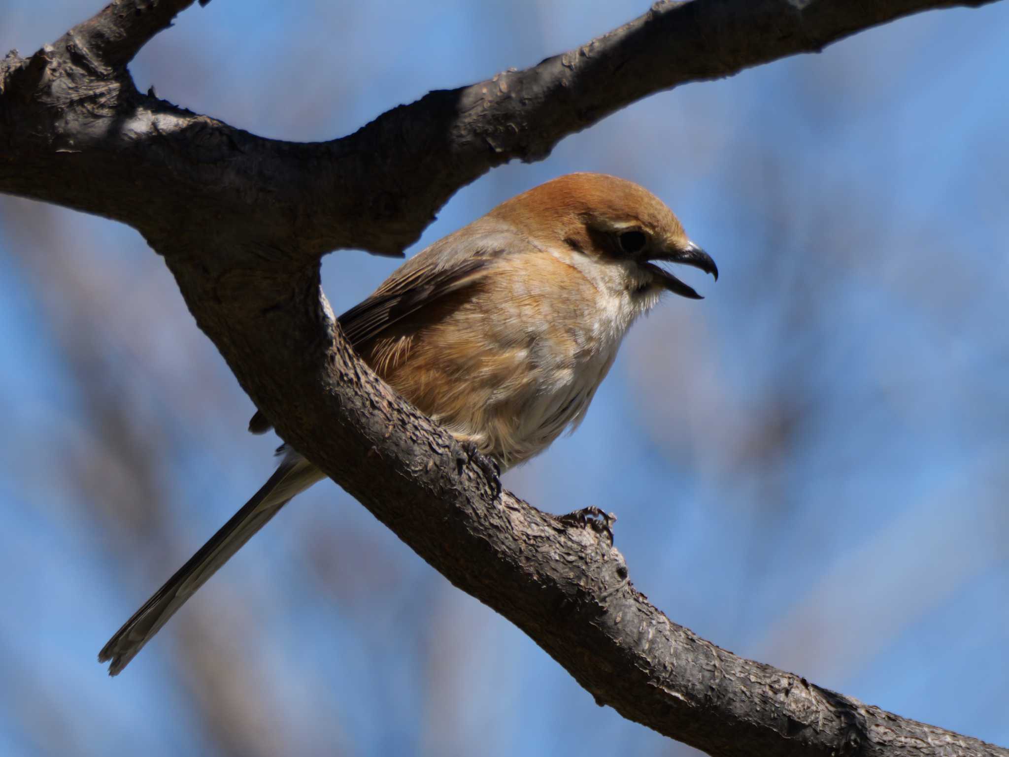 モズ・メス3態。　オスの後から現れました・・　（原画です） by little birds