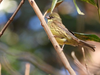 Masked Bunting 厚木七沢森林公園 Sun, 1/7/2024