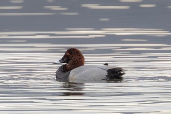 Common Pochard 河口湖北岸(大石公園) Sun, 3/24/2024