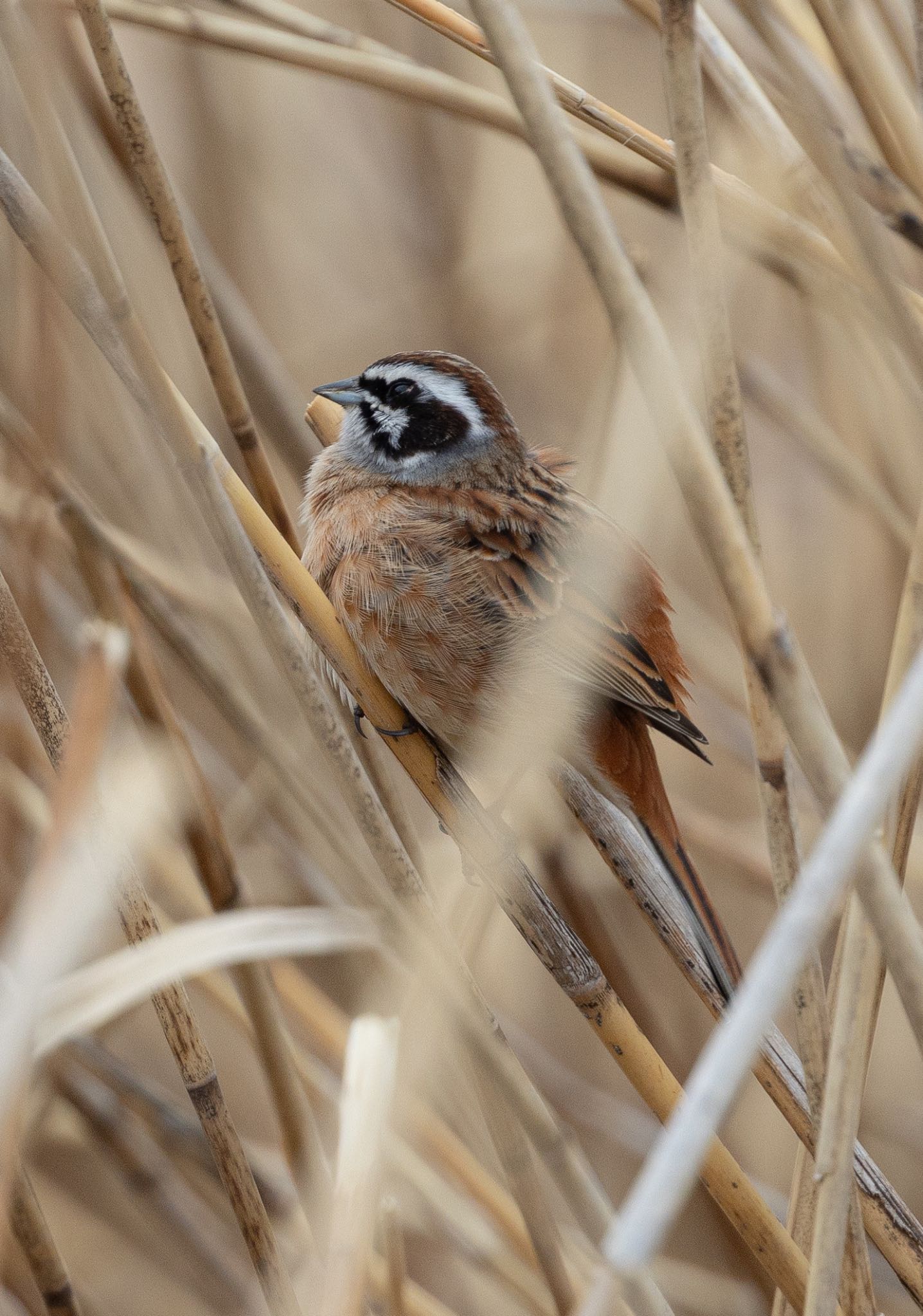 Photo of Meadow Bunting at 河口湖北岸(大石公園) by takumi
