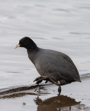 Eurasian Coot 河口湖北岸(大石公園) Sun, 3/24/2024