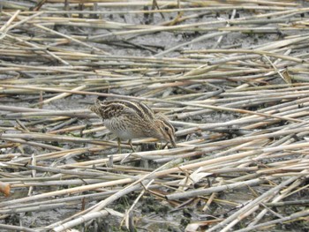 Common Snipe Tokyo Port Wild Bird Park Thu, 3/28/2024