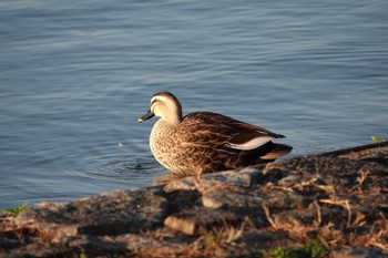 2018年11月20日(火) 昆陽池公園の野鳥観察記録